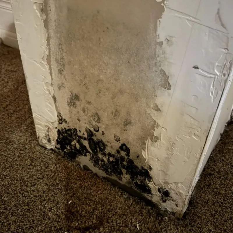 Professional Mold Removal in Colchester, IL